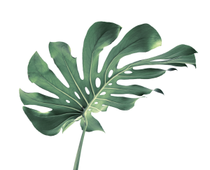 leaf does ayurveda helps